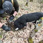 Фермерский дом Tenuta Selvaggia Реджелло