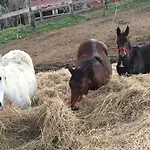 Tenuta Selvaggia Фермерский дом Реджелло